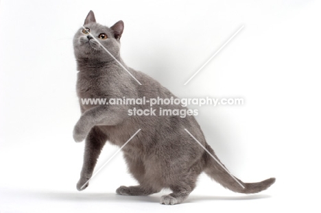 Chartreux cat jumping up