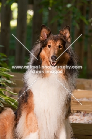 Rough Collie looking at camera