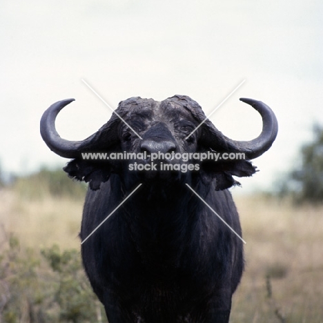 buffalo in east africa, queen elizabeth np, head study