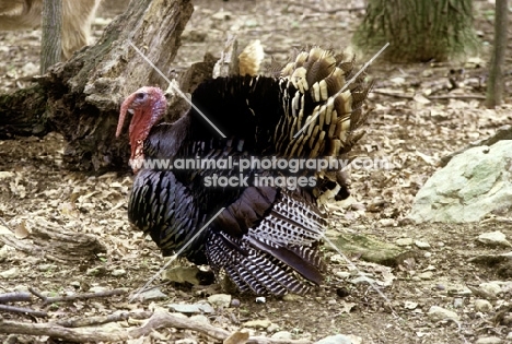 north american wild turkey