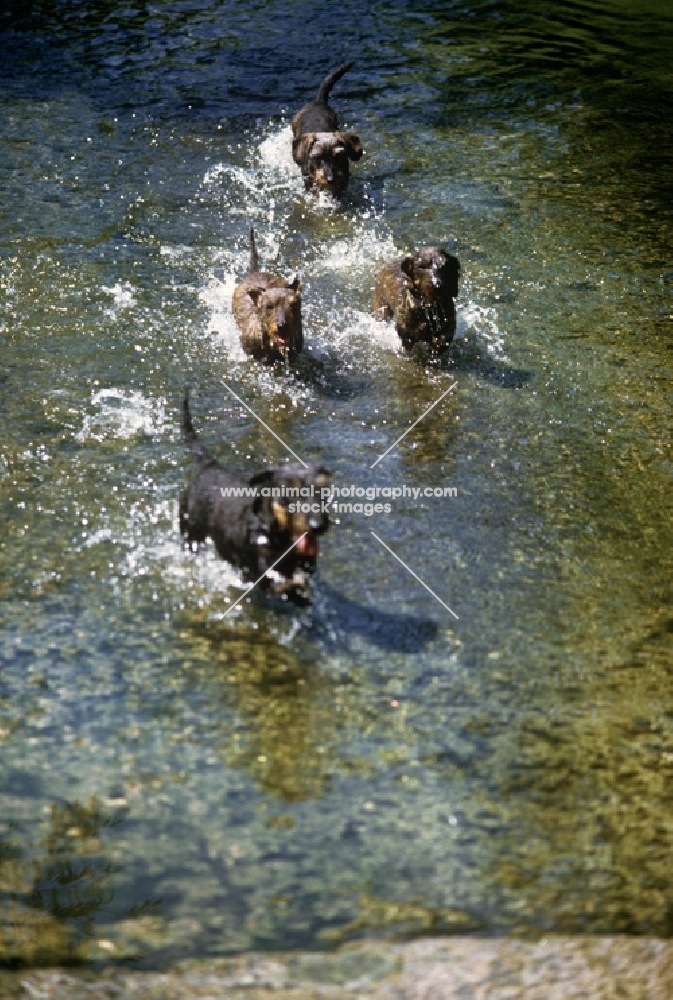 four miniature wirehaired dachshunds galloping through water