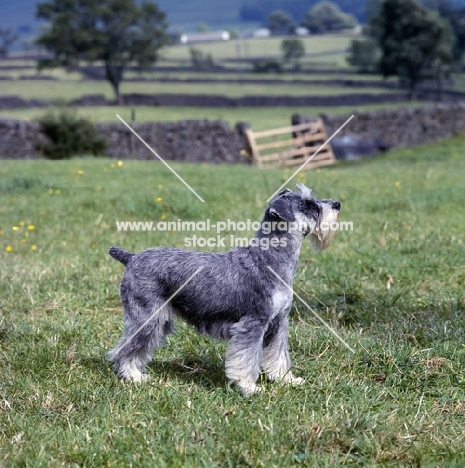 champion miniature schnauzer