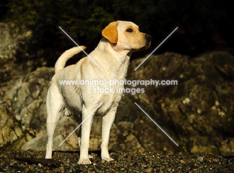 alert cream Labrador Retriever