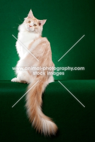 red silver Maine Coon cat standing upright on green background
