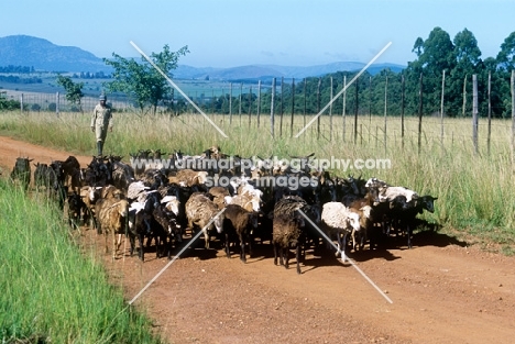 nguni sheep and goats with herdsman on road in mlilwane, swaziland