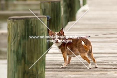 Chihuahua at pier