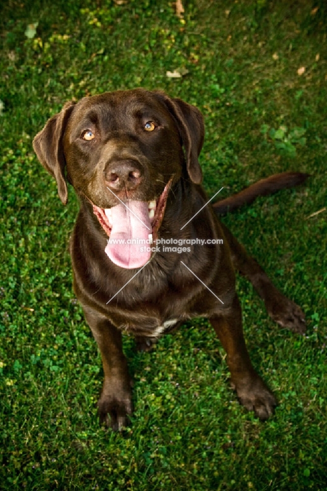 Chocolate Labrador sitting on grass looking at camera