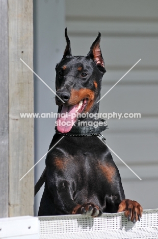 black and tan dobermann