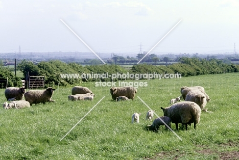 flock of mixed breed sheep, ewes and lambs