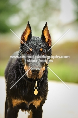 Beauceron, front view