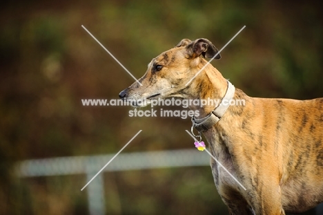 Greyhound profile