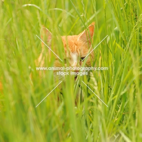 cat hiding in grass