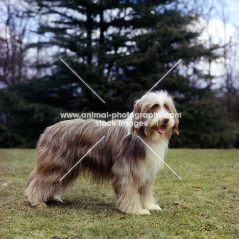 ch benjie of bothkennar, b o b crufts 1962, bearded collie, a historic dog born 1958