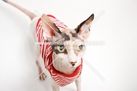 sphynx cat wearing striped sweater