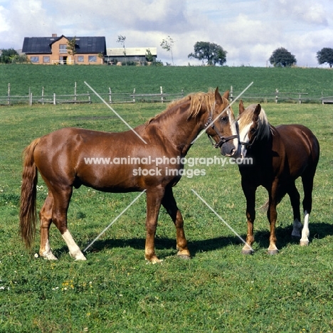 Hjelm, Tito Naesdal, two Frederiksborg stallions in Denmark