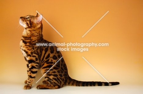 brown spotted bengal sitting on beige background, looking up