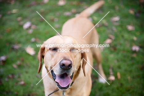 yellow lab mix smiling with eyes closed