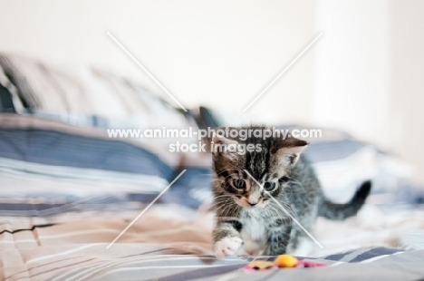 kitten on bed