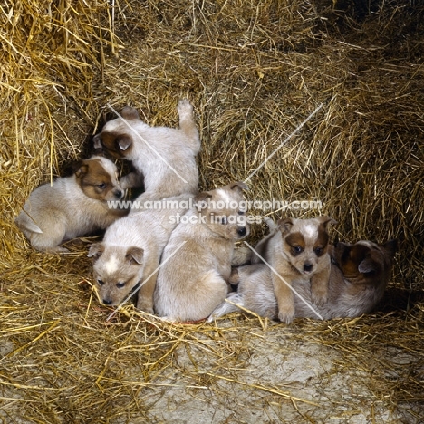 six australian cattle dog puppies
