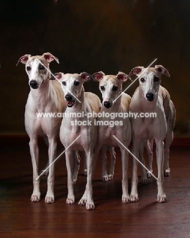 four Whippets in studio