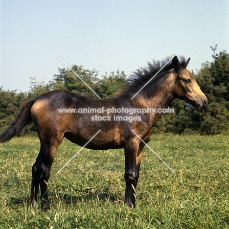 Clonkeehan Water Lily, Connemara foal