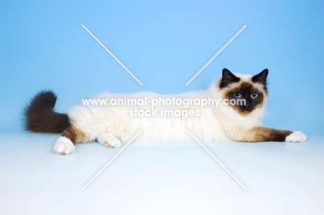 seal point birman cat lying down