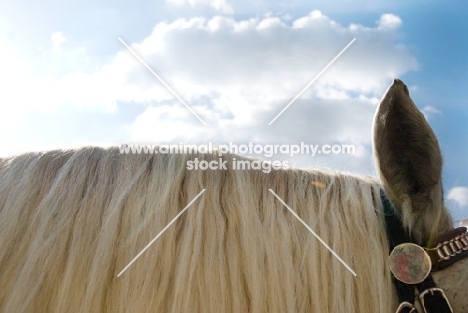 percheron manes