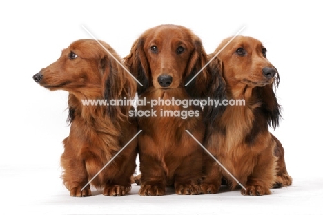 three dachshund longhaired (miniature) dogs
