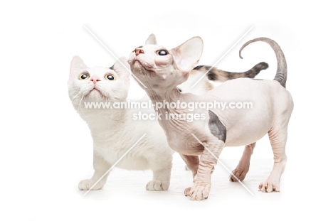 alert hairless and shorthaired Bambino cats looking up