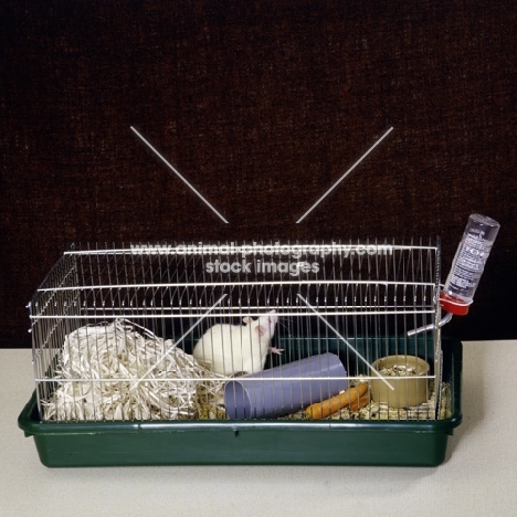 cream rat in cage with accessories 