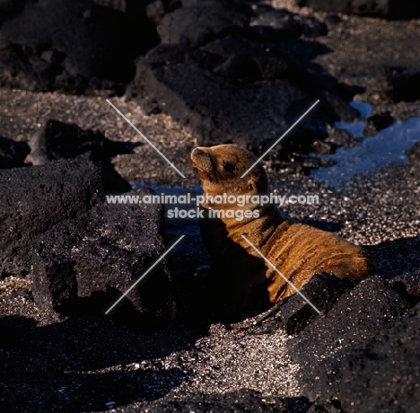 galapagos sea lion at punta espinosa, fernandina island, galapagos islands