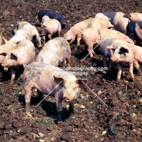 young commercial pigs free range in ploughed field