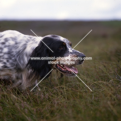 working type english setter on point head shot
