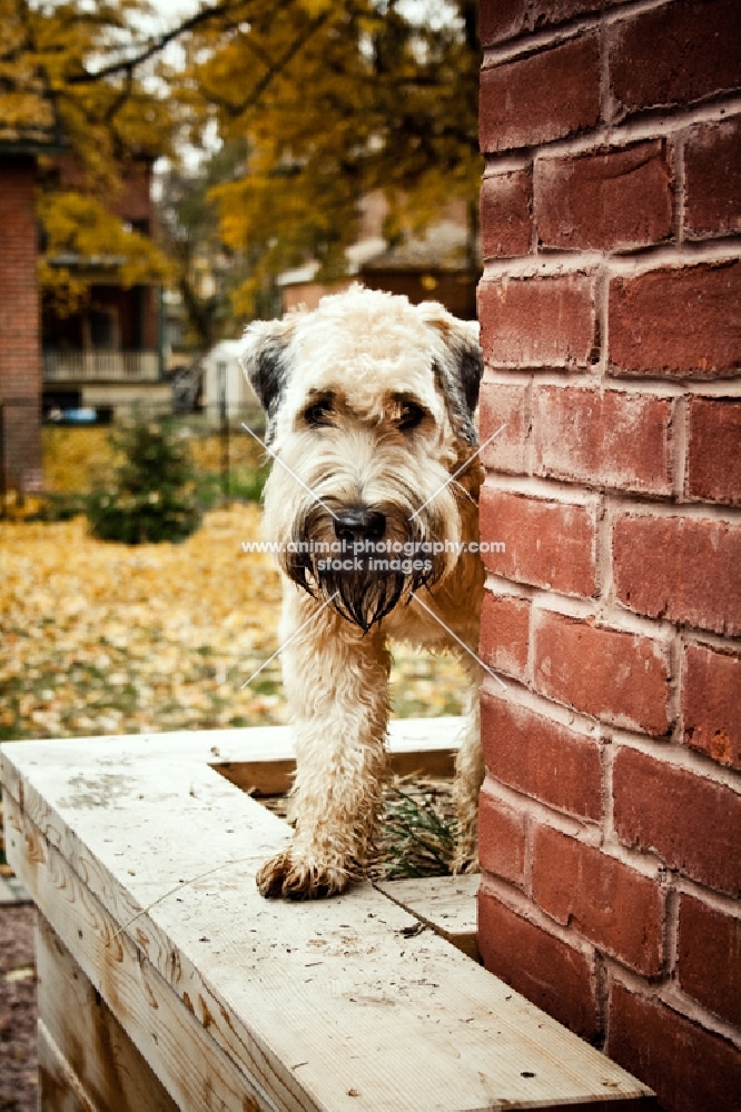 soft coated wheaten terrier peaking around house