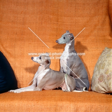 two champion italian greyhounds on a chair