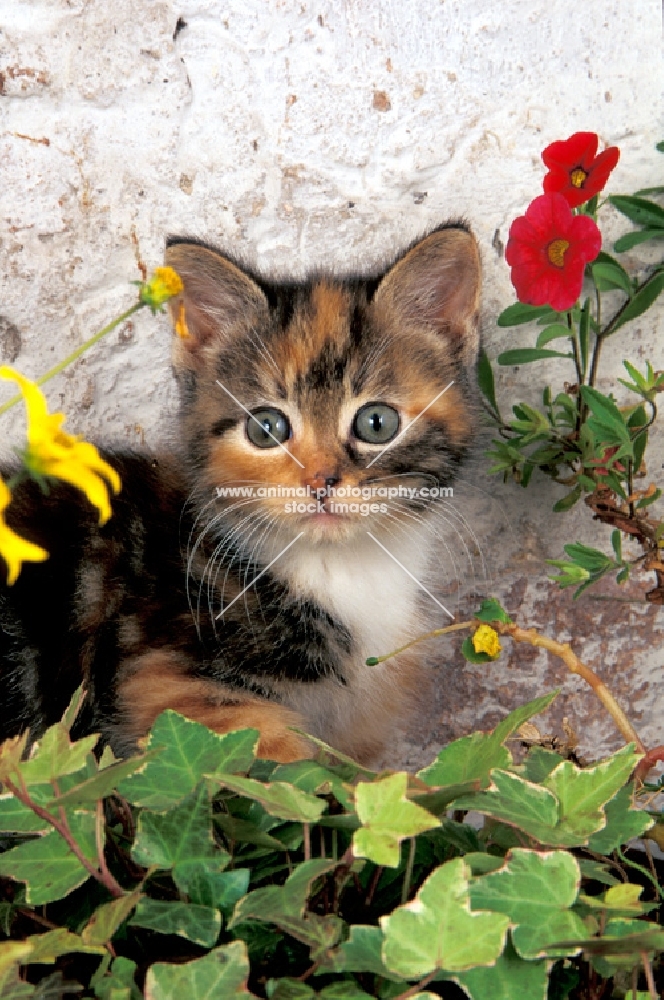non pedigree kitten amongst flowers
