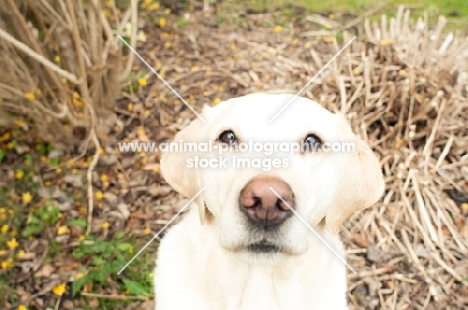 Yellow Labrador looking into camera