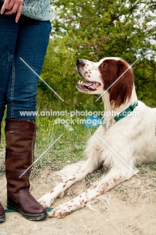 Irish red and white setter looking at owner