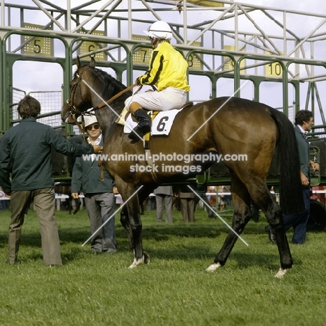 going into starting stalls, racing at epsom
