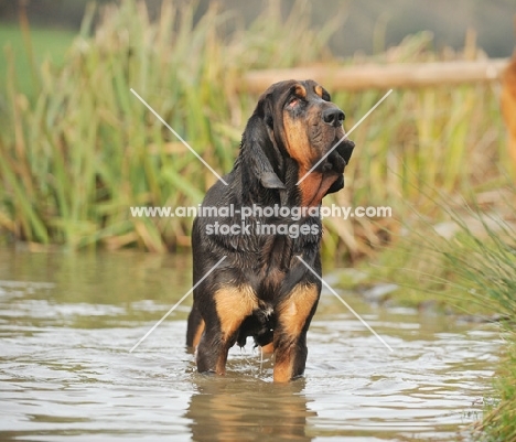 Bloodhound standing in water