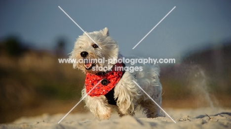 West Highland White Terrier running on sand