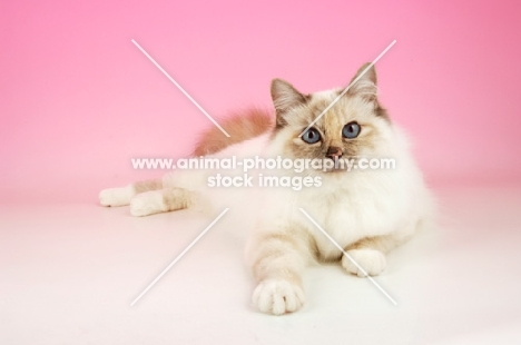 blue tortie birman lying down