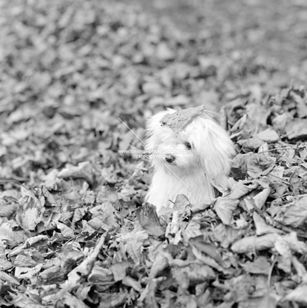 maltese puppy in a pile of leaves with one leaf of her head