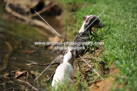 two Whippets in countryside