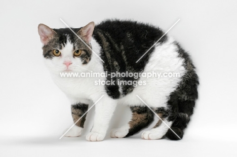 American Wirehair cat, Brown Classic Tabby & White coloured