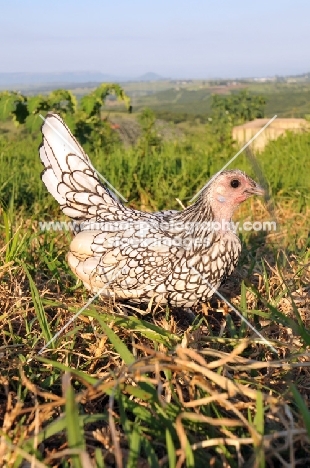 silver Sebright Bantam hen