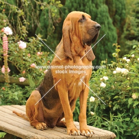 Bloodhound looking proud