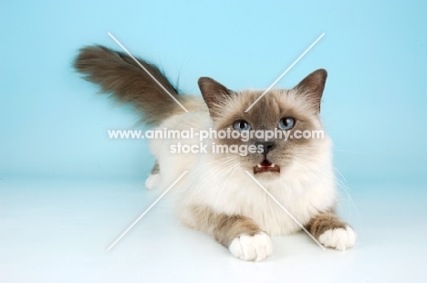 blue point birman cat growling