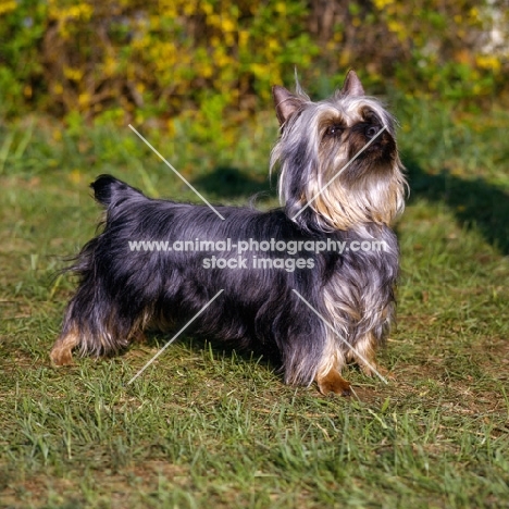 p-nuts in the chips, proud silky terrier in usa