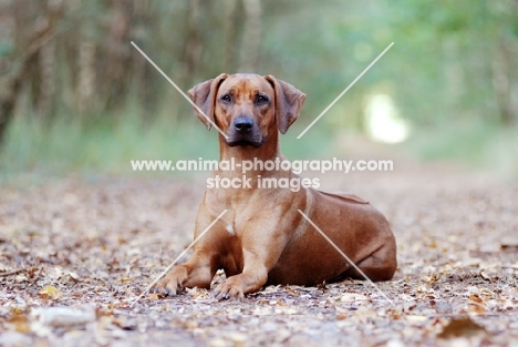 Rhodesian Ridgeback